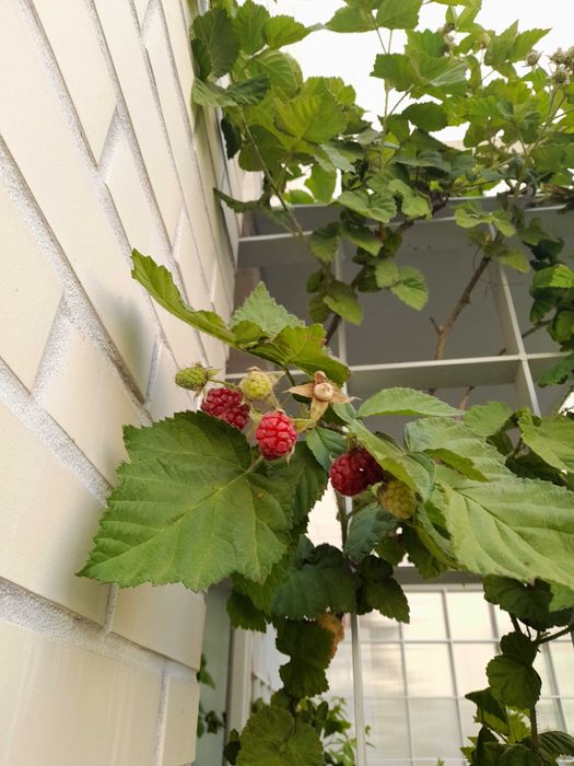 Rebentos de Framboesa