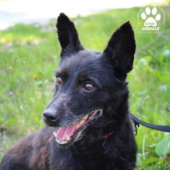 Starszy Generał szuka domu!