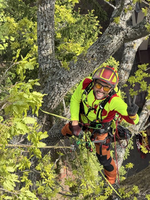 Alpinistyczna wycinka drzew, pielęgnacja drzew, przycinanie żywopłotów