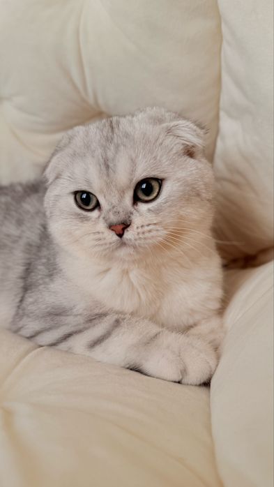 Вихловухе шотландське кошеня, хлопчик, scottish fold, мармуровий