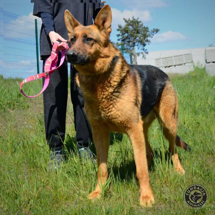 Master szuka domku w typie rasy Owczarek Niemiecki