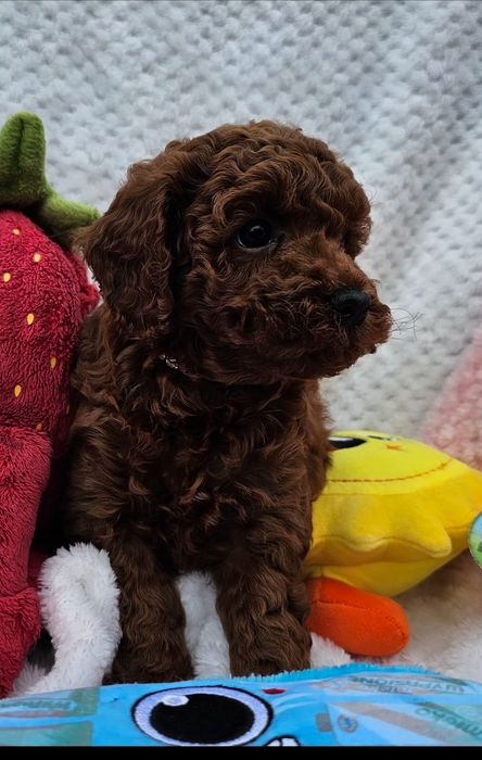 Pudel Toy red brown maleńki chłopczyk