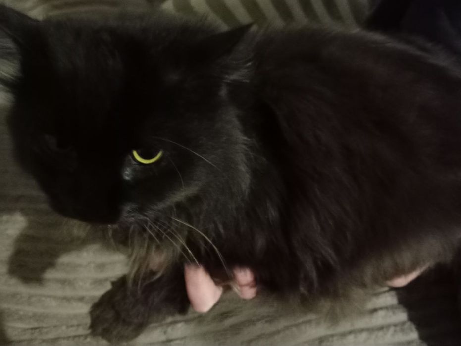 Шукаємо сім'ю для кішечки