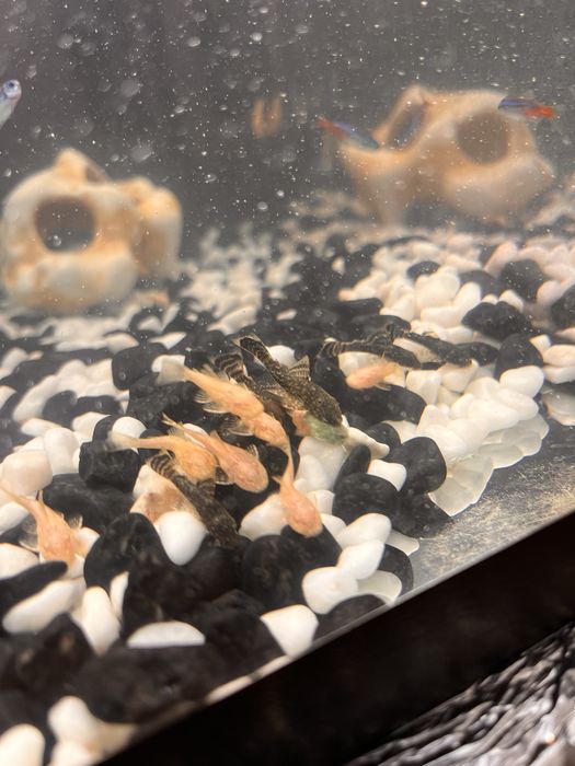 Акваріумні Соми Анцитрус