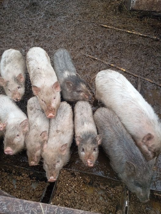 Поросята 1.5 місяця