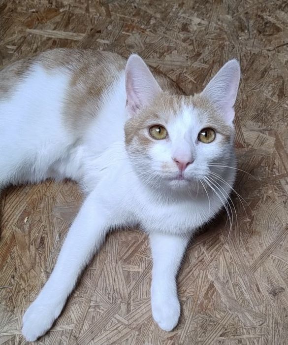 Roni - miziasty kocurek szuka domu!