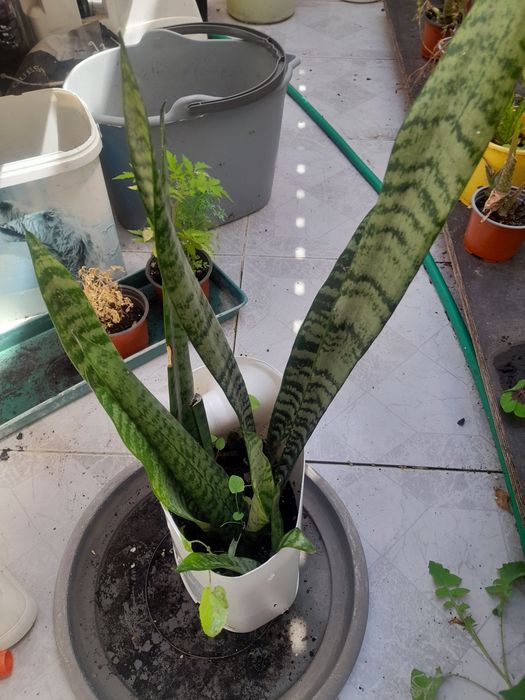 Mudas de espada de São Jorge já com raízes prontas a plantar.