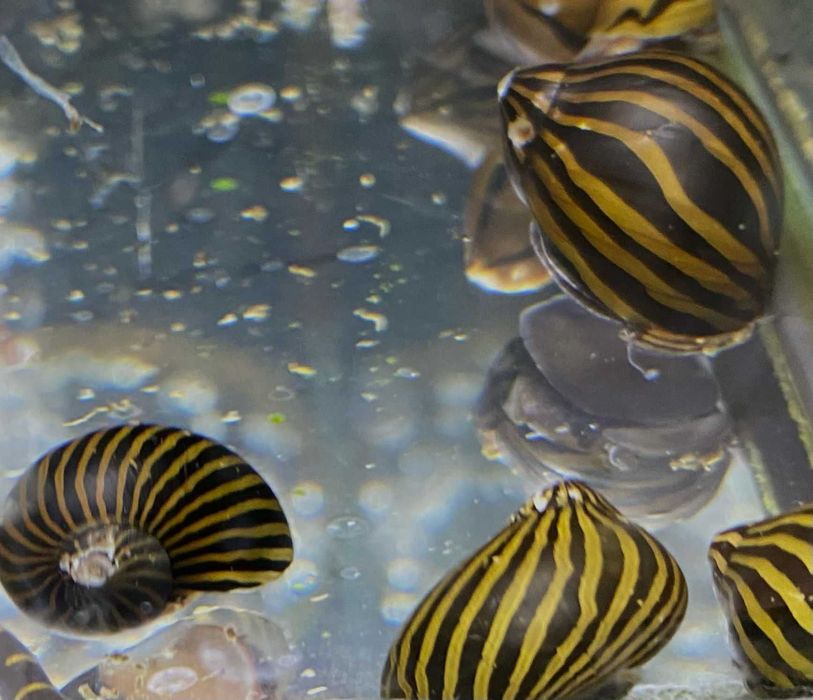 Ślimak Helmet - Tina Zoo Zabrze
