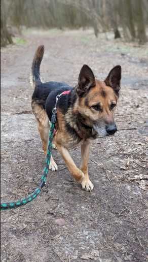 WOJAK szuka odpowiedzialnego i spokojnego domu