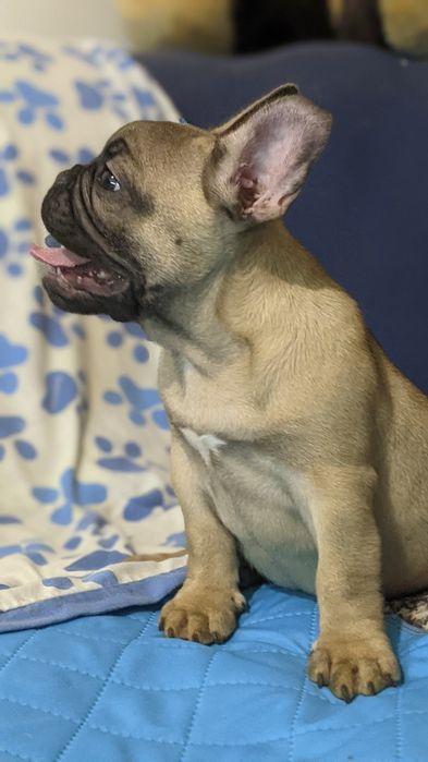 Хлопчик французького бульдога