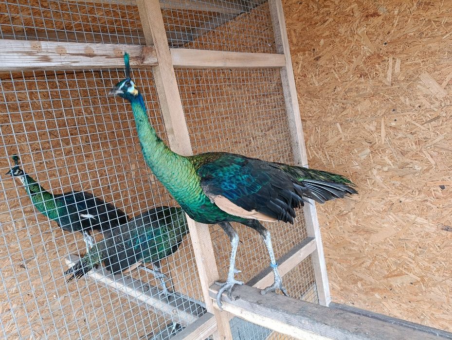 Szmaragd 2024r Samiec