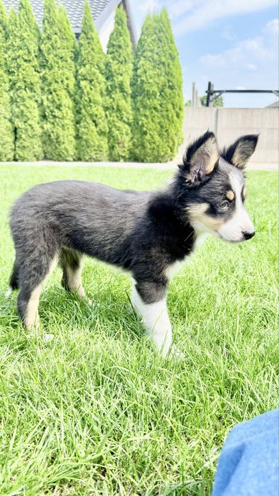 Border collie suczka
