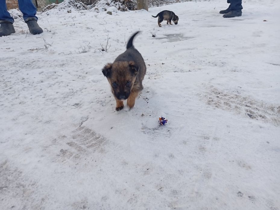 Віддам в добрі руки!