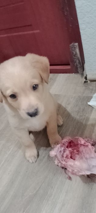 Цуценята красиві в добрі руки
