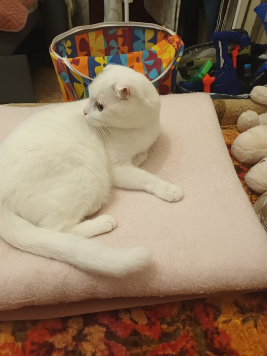 Вiддам кота , 5 років