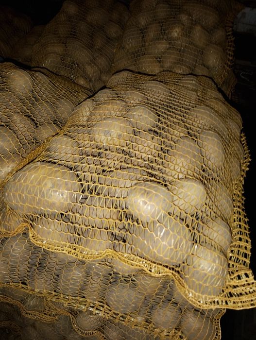 Ziemniaki jadalne Soraya