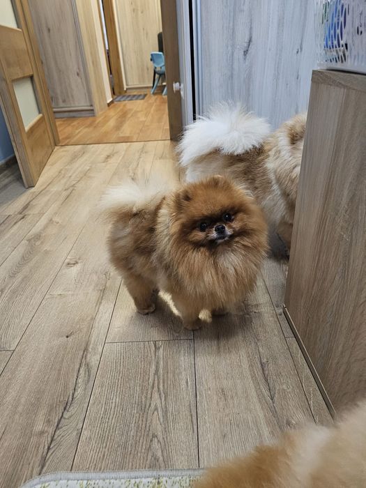 Mini sunia pomeranian 3,5 mc komplet szczepień