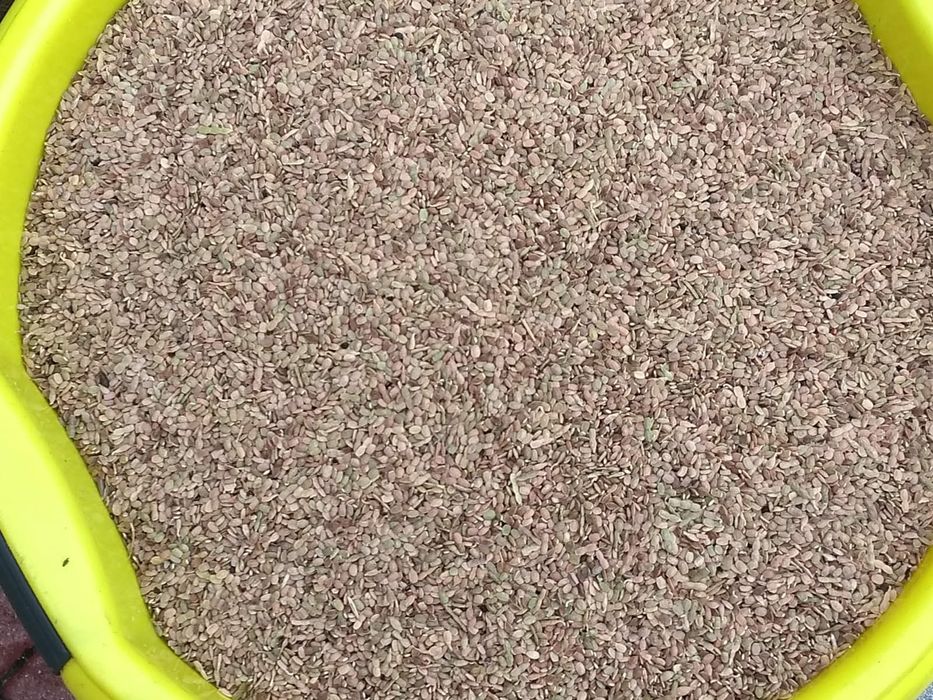 Saladere/Seradele -10kg z wysyłką ,ekologiczna z certyfikatem