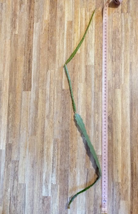 Kaktus wiszący Epiphyllum Red Tip ponad 60 cm