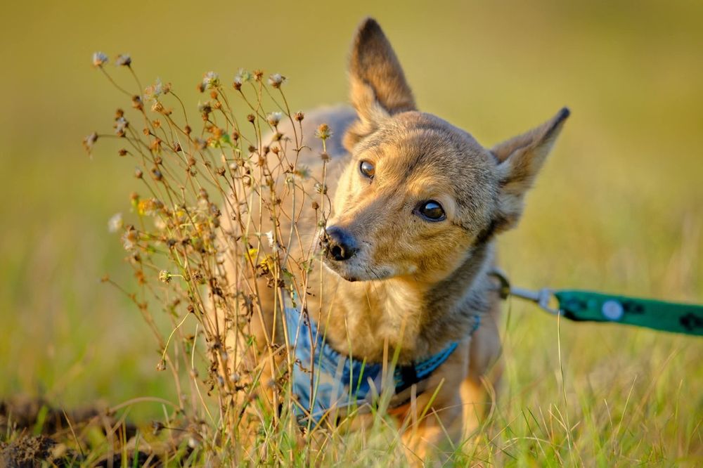 Aston, maly psiak, postury corgi, daj domek