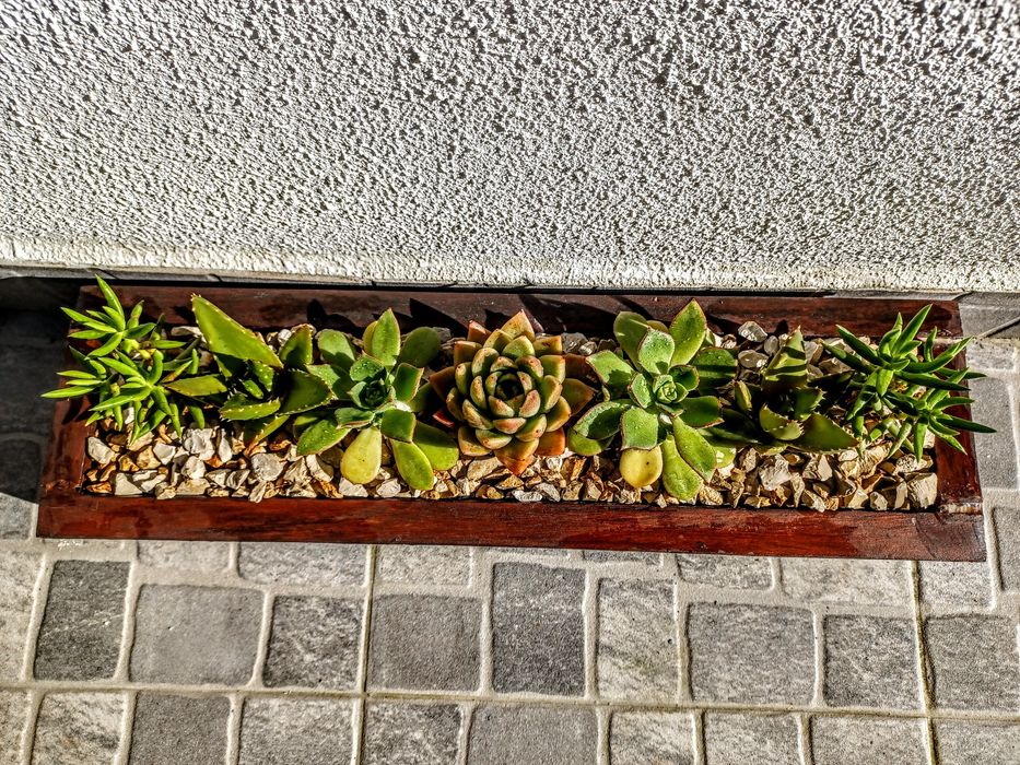 Vaso de madeira com 7 cactos – ideal para muros, janelas ou varandas
