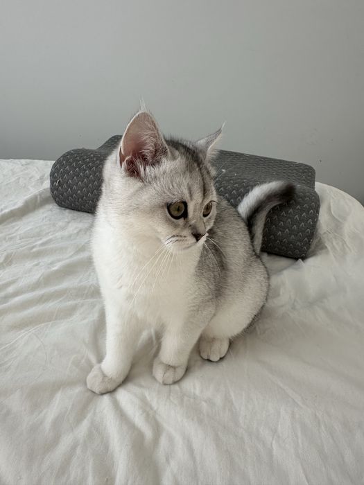 Кошенята шотландські короткошерсті