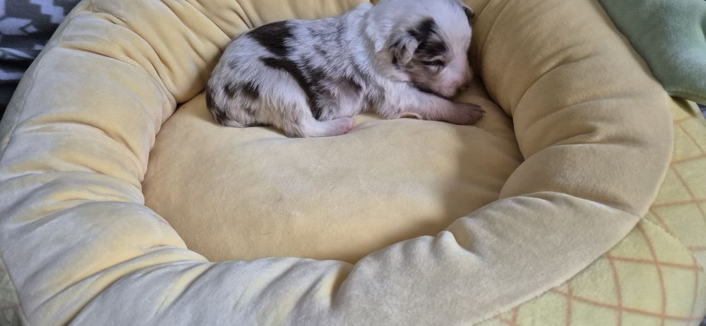 Border collie piesek blue merle