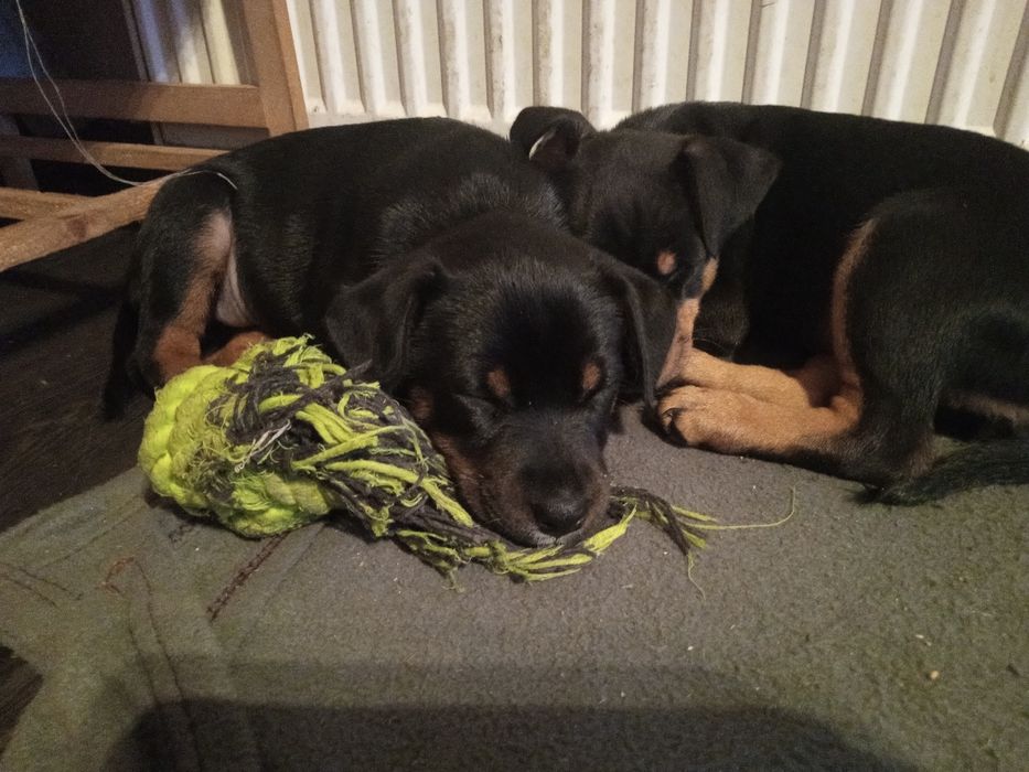 Szczeniaki szukają domu