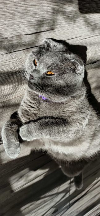 В'язка. Котик шукає кішечку