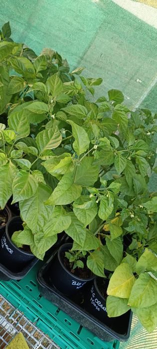 Vendo plantas de malaguetas / pimentas raras