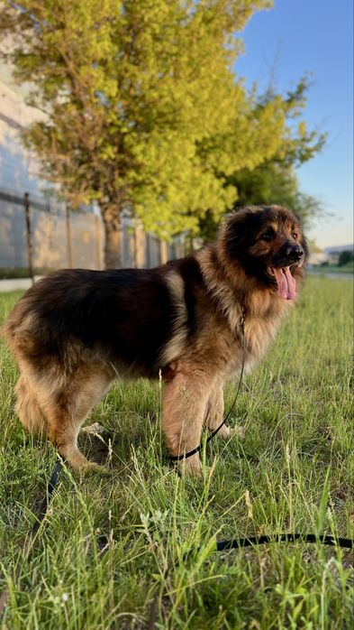Duży, łagodny, bezproblemowy i nauczony życia w mieszkaniu 9-letni Garo szuka domu / do adopcji!