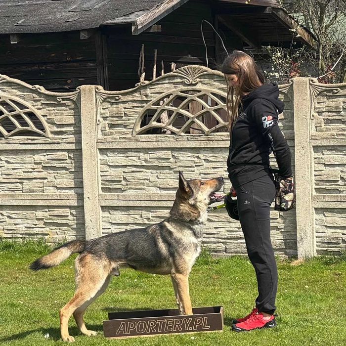 Grey wciąż szuka domu.