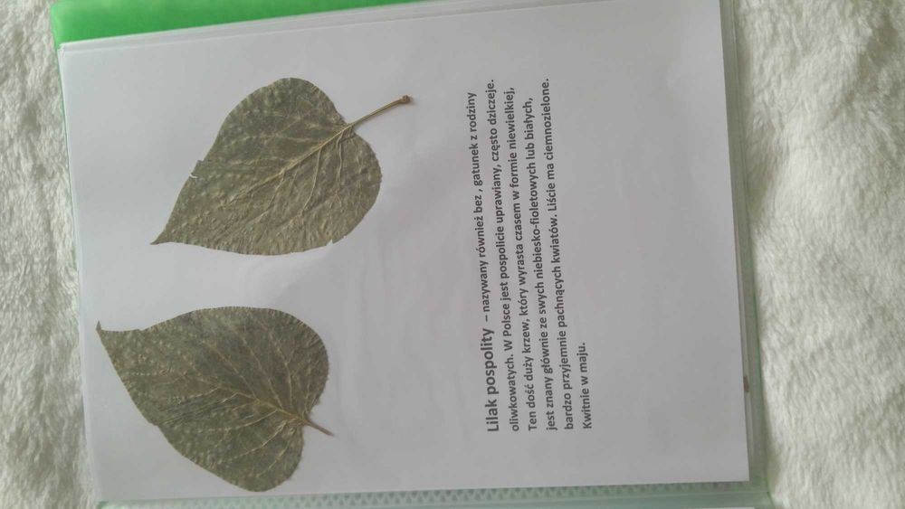 zielnik przyroda