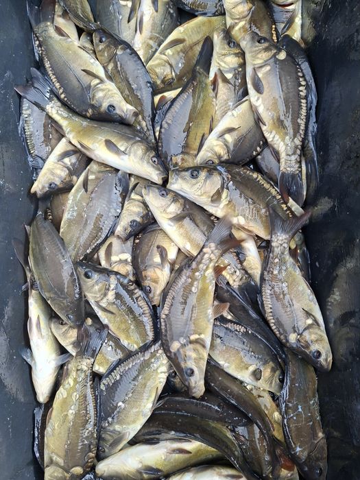 Karp Amur kroczek i narybek