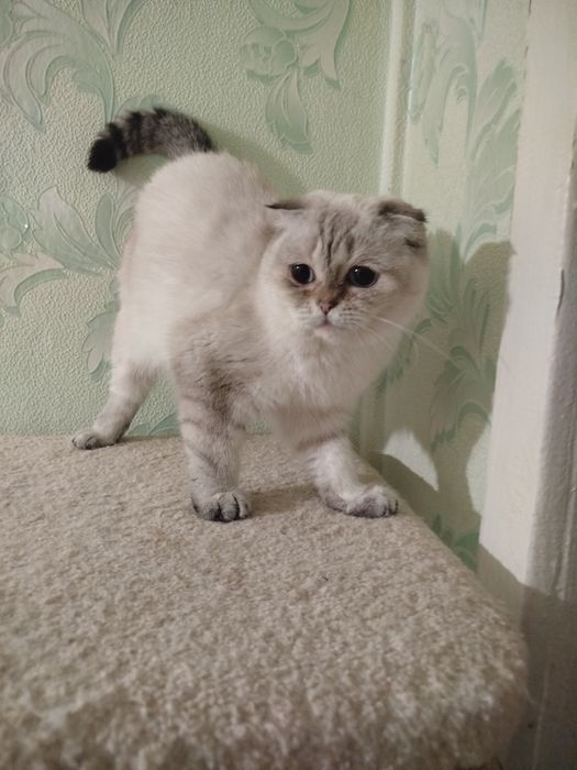 Шотландська віслоуха колорна дівчинка