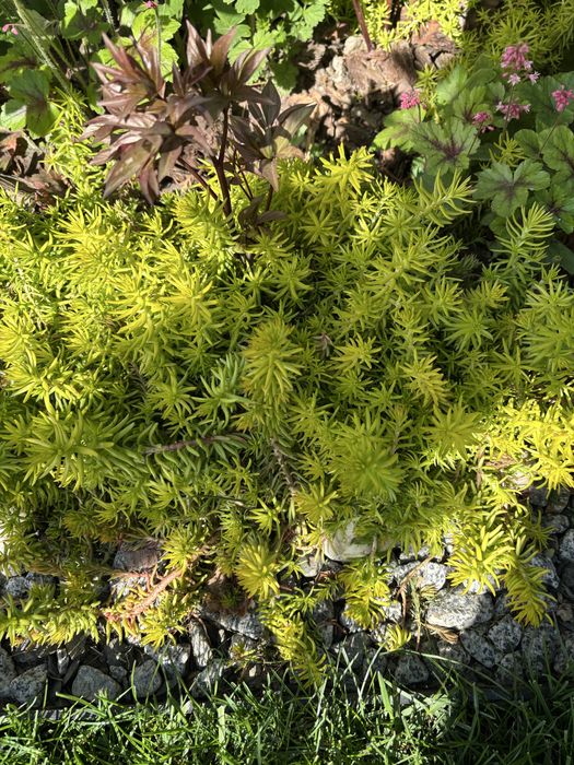 Сортові хости , гейхери . Кущі різні