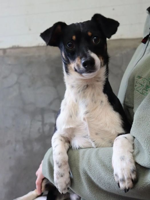 Bruce Lee, para adoção