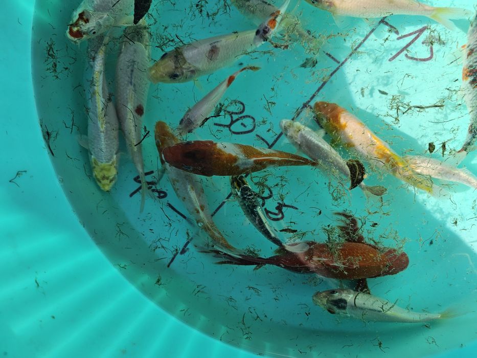 Carpas koi 10-20 cm