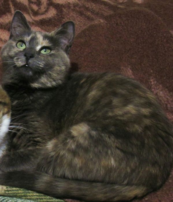 Отдам даром в добрые руки зеленоглазую трехцветную кошечку