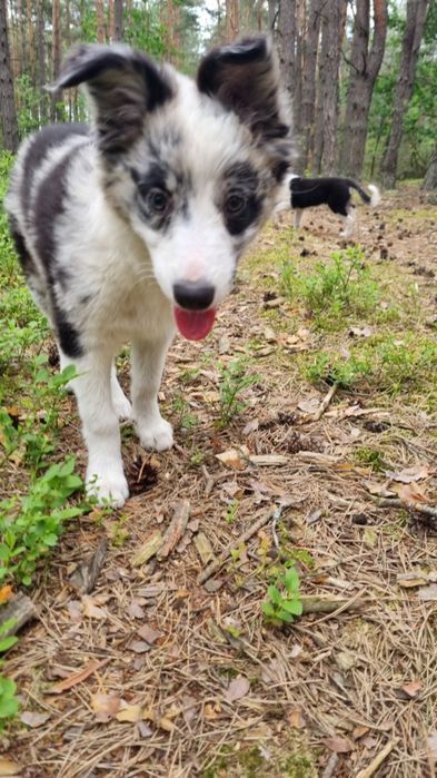 Border Collie suczka blue merle