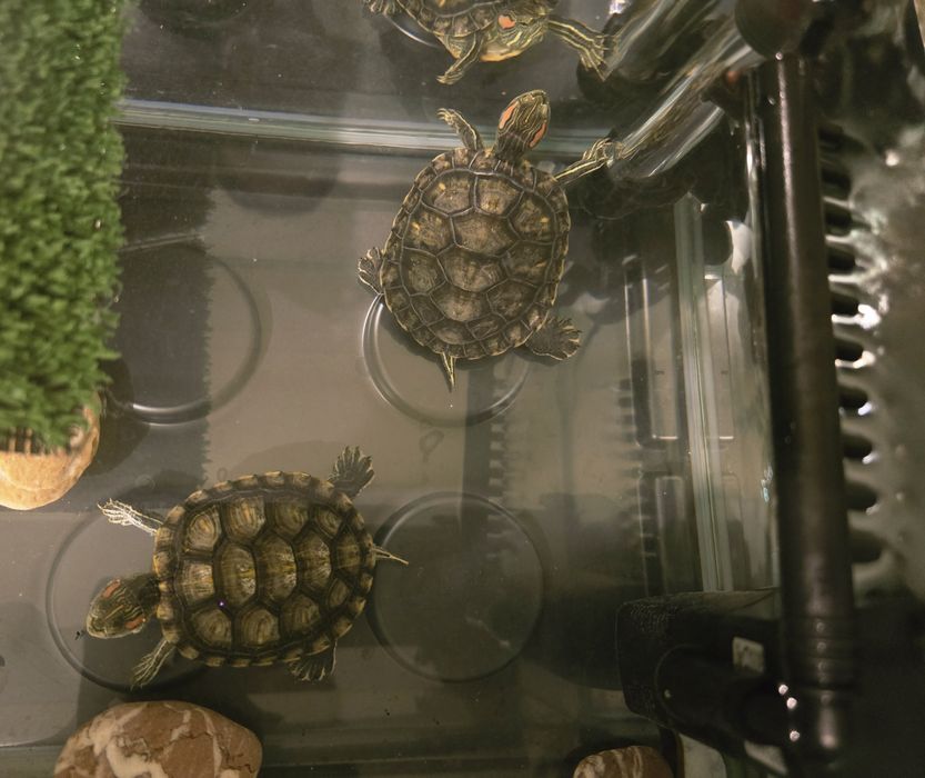 Червоновухі чепепахи