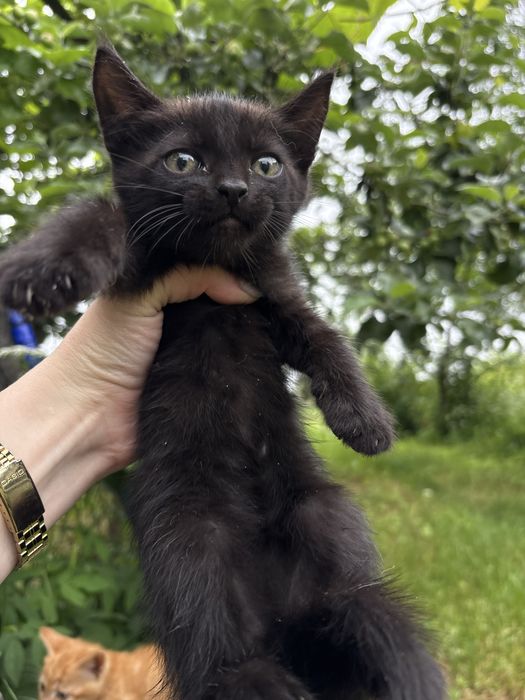 Віддам кошенят в добрі руки