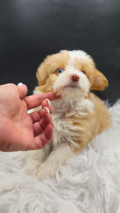 Эксклюзив Йорк/чихуахуа голубые глаза