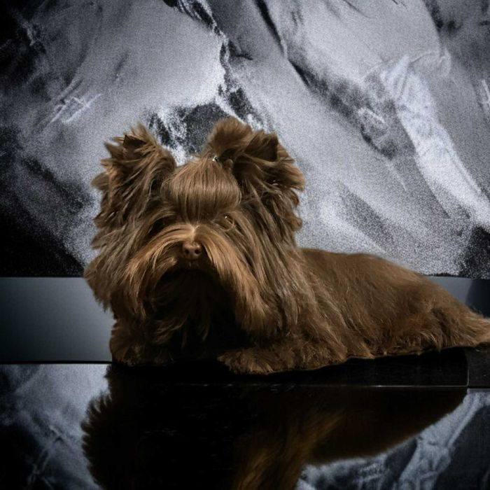 York Czekoladowy malutki - tylko do Kochania