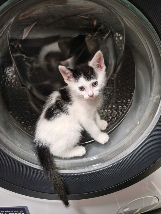 Adopcja słodkich kotków