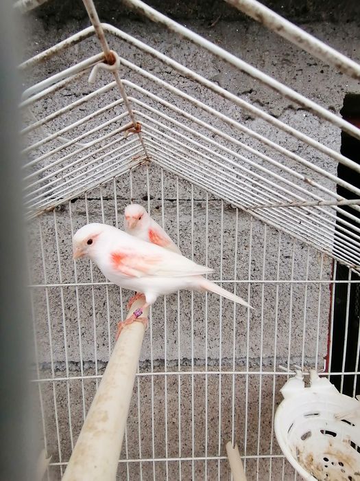 Canários Mosaico Vermelho