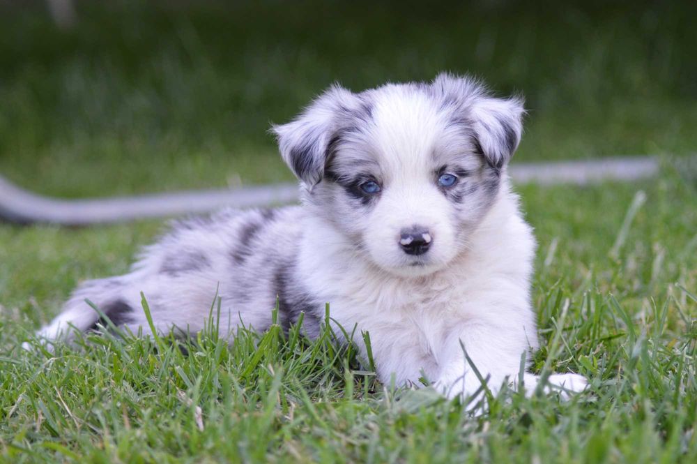 Border Collie ZKwP/FCI