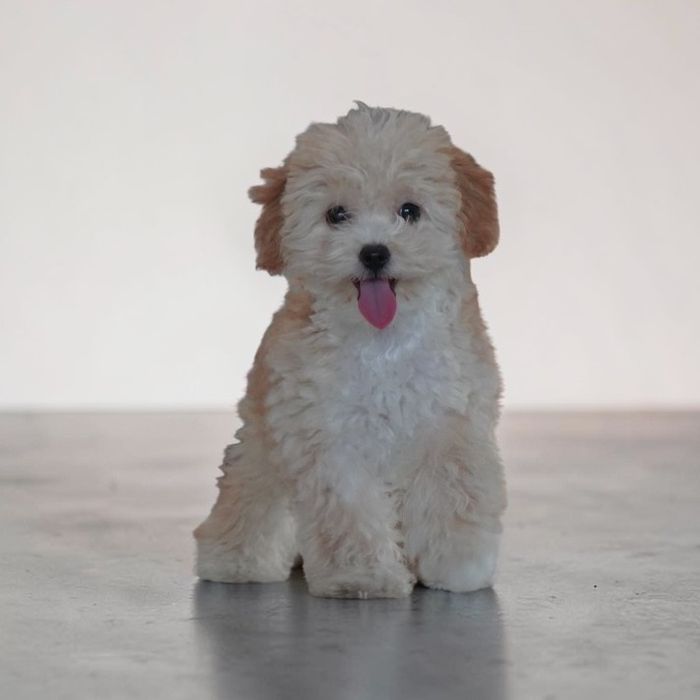 Malutki chłopiec maltipoo