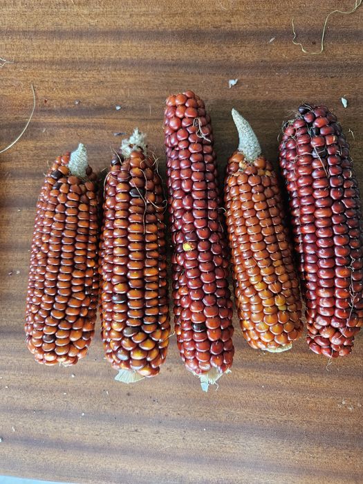 Кукурудза кольорова червона