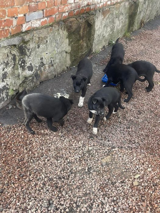 Віддам   цуциків